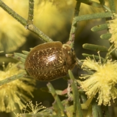 Paropsisterna cloelia at Bruce, ACT - 13 Sep 2022 01:36 PM