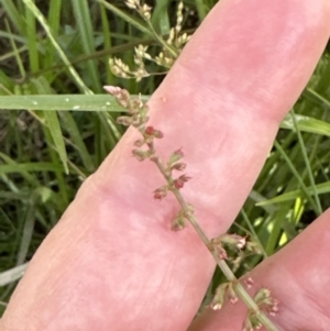 Rumex brownii at Aranda, ACT - 3 Dec 2022