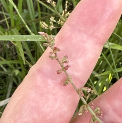 Rumex brownii (Slender Dock) at Molonglo Valley, ACT - 3 Dec 2022 by lbradley