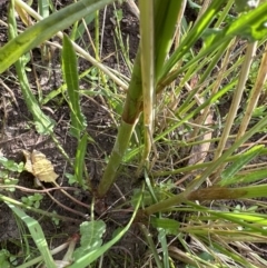 Rumex brownii at Aranda, ACT - 3 Dec 2022