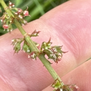 Rumex brownii at Aranda, ACT - 3 Dec 2022