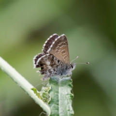 Neolucia agricola (Fringed Heath-blue) at Ainslie, ACT - 30 Nov 2022 by DPRees125