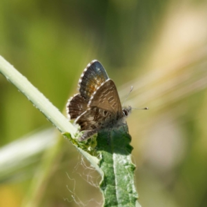 Neolucia agricola at Ainslie, ACT - 30 Nov 2022 02:26 PM