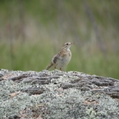 Anthus australis (Australian Pipit) at Namadgi National Park - 3 Dec 2022 by KShort