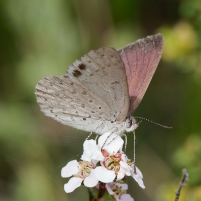 Erina hyacinthina (Varied Dusky-blue) at Black Mountain - 27 Oct 2022 by DPRees125