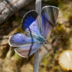 Erina hyacinthina at Molonglo Valley, ACT - 27 Oct 2022 12:51 PM