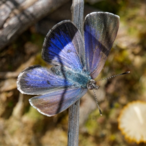 Erina hyacinthina at Molonglo Valley, ACT - 27 Oct 2022