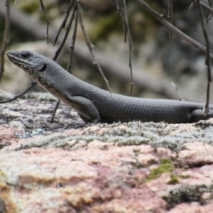 Egernia saxatilis at Rendezvous Creek, ACT - 3 Dec 2022 03:14 PM