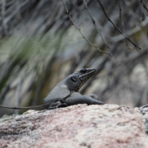 Egernia saxatilis at Rendezvous Creek, ACT - 3 Dec 2022 03:14 PM