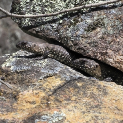 Egernia cunninghami (Cunningham's Skink) at Rendezvous Creek, ACT - 3 Dec 2022 by KShort