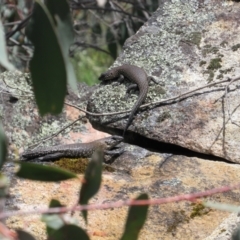 Egernia cunninghami at Rendezvous Creek, ACT - 3 Dec 2022