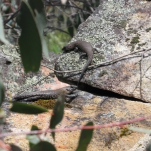 Egernia cunninghami at Rendezvous Creek, ACT - 3 Dec 2022 01:39 PM