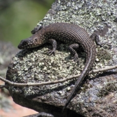 Egernia cunninghami at Rendezvous Creek, ACT - 3 Dec 2022 01:39 PM