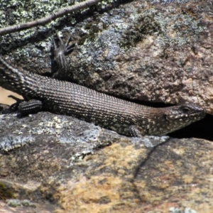 Egernia cunninghami at Rendezvous Creek, ACT - 3 Dec 2022 01:39 PM