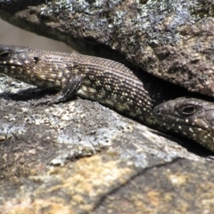 Egernia cunninghami at Rendezvous Creek, ACT - 3 Dec 2022