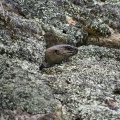 Egernia cunninghami (Cunningham's Skink) at Rendezvous Creek, ACT - 3 Dec 2022 by KShort