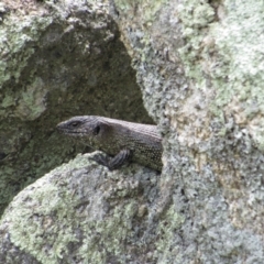 Egernia cunninghami (Cunningham's Skink) at Namadgi National Park - 3 Dec 2022 by KShort