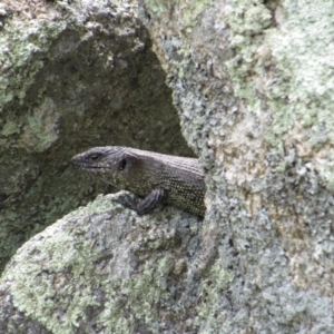 Egernia cunninghami at Rendezvous Creek, ACT - 3 Dec 2022