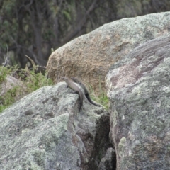 Egernia cunninghami (Cunningham's Skink) at Rendezvous Creek, ACT - 3 Dec 2022 by KShort