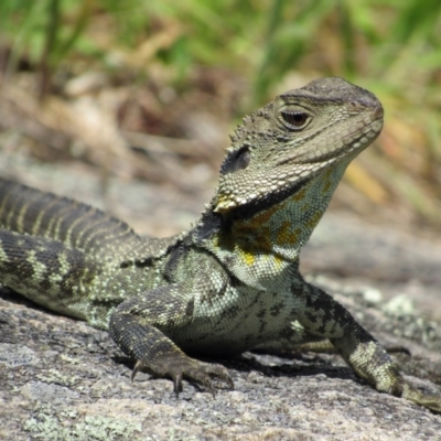 Intellagama lesueurii howittii (Gippsland Water Dragon) at Rendezvous Creek, ACT - 3 Dec 2022 by KShort