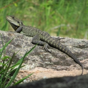 Intellagama lesueurii howittii at Rendezvous Creek, ACT - 3 Dec 2022