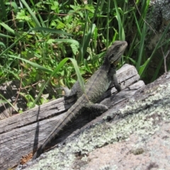 Intellagama lesueurii howittii at Rendezvous Creek, ACT - 3 Dec 2022 03:01 PM