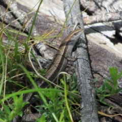 Lampropholis guichenoti (Common Garden Skink) at Rendezvous Creek, ACT - 3 Dec 2022 by KShort