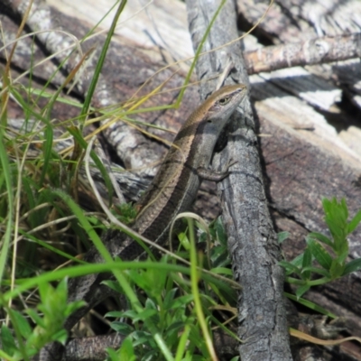 Lampropholis guichenoti (Common Garden Skink) at Rendezvous Creek, ACT - 3 Dec 2022 by KShort