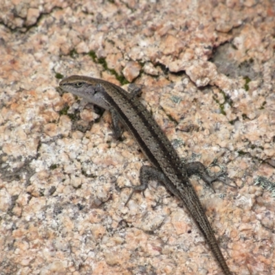 Lampropholis guichenoti (Common Garden Skink) at Rendezvous Creek, ACT - 3 Dec 2022 by KShort