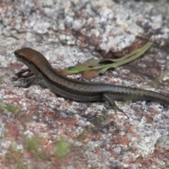 Lampropholis guichenoti at Namadgi National Park - 3 Dec 2022 by KShort