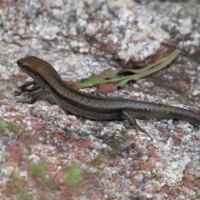 Lampropholis guichenoti at Rendezvous Creek, ACT - 3 Dec 2022 by KShort