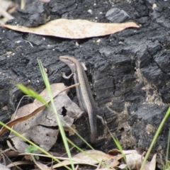 Lampropholis guichenoti (Common Garden Skink) at Rendezvous Creek, ACT - 3 Dec 2022 by KShort