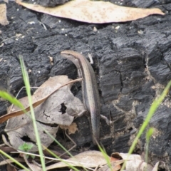 Lampropholis guichenoti at Rendezvous Creek, ACT - 3 Dec 2022