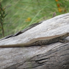 Liopholis whitii (White's Skink) at Rendezvous Creek, ACT - 3 Dec 2022 by KShort