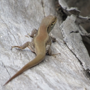 Liopholis whitii at Rendezvous Creek, ACT - 3 Dec 2022