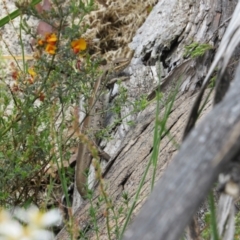 Liopholis whitii at Rendezvous Creek, ACT - 3 Dec 2022 02:50 PM