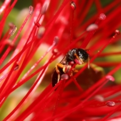 Colletidae (family) at Barton, ACT - 3 Dec 2022 by HaukeKoch