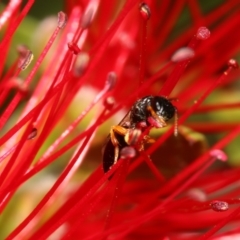 Colletidae (family) at Barton, ACT - 2 Dec 2022 by HaukeKoch