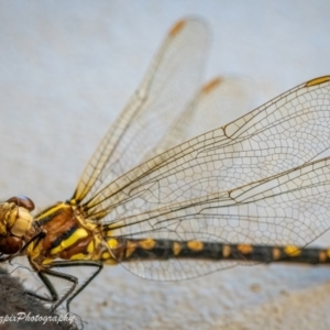 Synthemis eustalacta at Holder, ACT - 3 Dec 2022