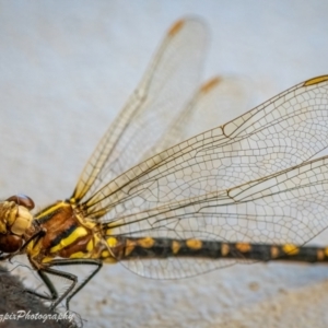 Unidentified Dragonfly & Damselfly (Odonata) (TBC) at suppressed by Irenelorbergs