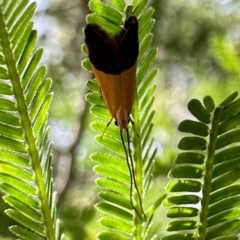 Crocanthes micradelpha (A longhorned moth) at Mount Ainslie - 3 Dec 2022 by Pirom