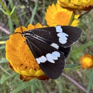 Nyctemera amicus at Ainslie, ACT - 3 Dec 2022 05:48 PM