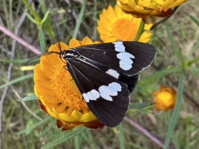 Nyctemera amicus (Senecio Moth, Magpie Moth, Cineraria Moth) at Ainslie, ACT - 3 Dec 2022 by Pirom