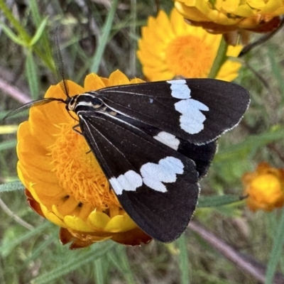 Nyctemera amicus (Senecio Moth, Magpie Moth, Cineraria Moth) at Mount Ainslie - 3 Dec 2022 by Pirom
