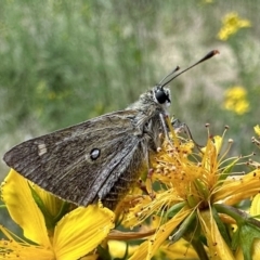 Trapezites luteus (Yellow Ochre, Rare White-spot Skipper) at Mount Ainslie - 3 Dec 2022 by Pirom