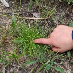 Isolepis sp. (Club-rush) at Watson, ACT - 2 Dec 2022 by AniseStar