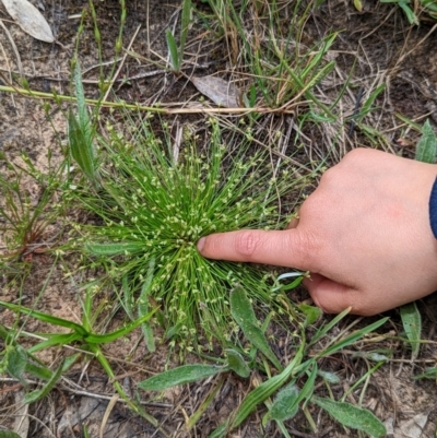 Isolepis (genus) (Club-rush) at Watson, ACT - 2 Dec 2022 by AniseStar