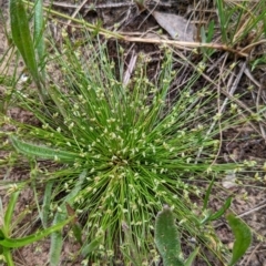 Isolepis sp. at Watson, ACT - 2 Dec 2022 11:55 AM