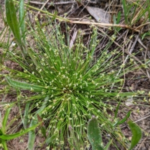 Isolepis sp. at Watson, ACT - 2 Dec 2022 11:55 AM