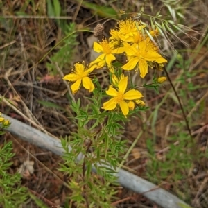 Hypericum perforatum at Watson, ACT - 2 Dec 2022 11:52 AM